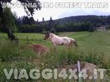 VIAGGI 4X4 IN SLOVENIA